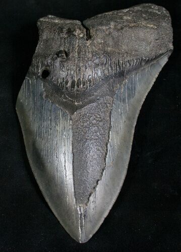 Partial Megalodon Tooth - Massive #8540